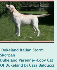 Dukeland Italian Storm   SkorpanDukeland Varenne--Copy Cat Of Dukeland Di Casa Balducci