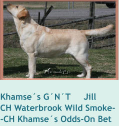 Khamse´s G´N´T     JillCH Waterbrook Wild Smoke--CH Khamse´s Odds-On Bet