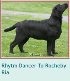 Rhytm Dancer To Rocheby  Ria