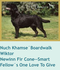 Nuch Khamse´Boardwalk  WiktorNewinn Fir Cone--Smart Fellow´s One Love To Give