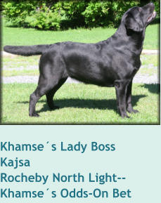 Khamse´s Lady Boss     KajsaRocheby North Light--Khamse´s Odds-On Bet