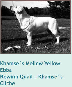 Khamse´s Mellow Yellow   EbbaNewinn Quail---Khamse´s Cliche