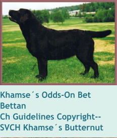 Khamse´s Odds-On Bet    BettanCh Guidelines Copyright--SVCH Khamse´s Butternut