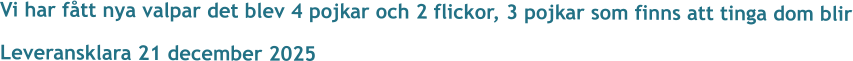 Vi har fått nya valpar det blev 4 pojkar och 2 flickor, 3 pojkar som finns att tinga dom blir Leveransklara 21 december 2025